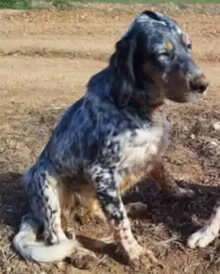 perra lost    Huesca Setter