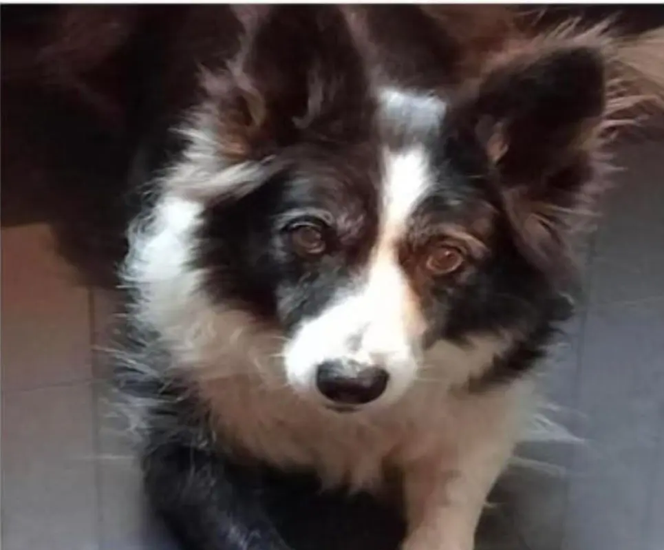 perra lost   22809 Loarre Petra