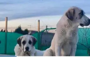 perra lost    Jaén Nala y tyson