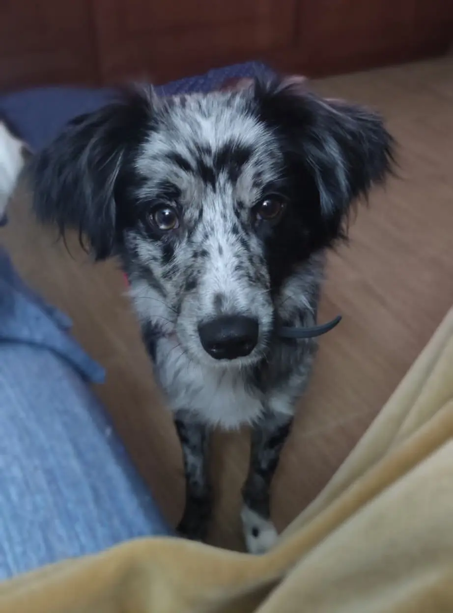 perra lost    Jaén Perrita