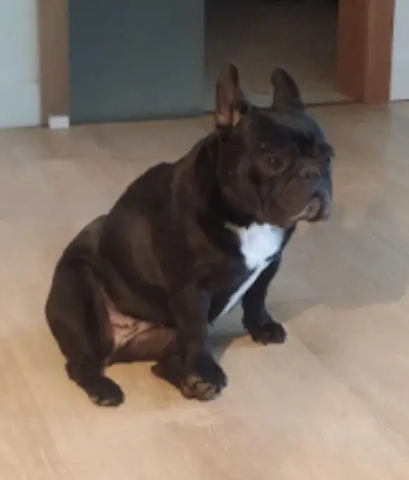 perra lost    Marbella Arya