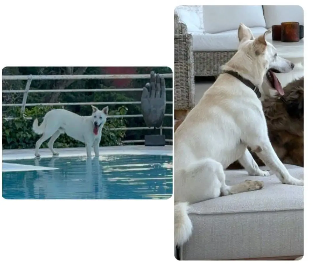 perra lost    Marbella Nolly