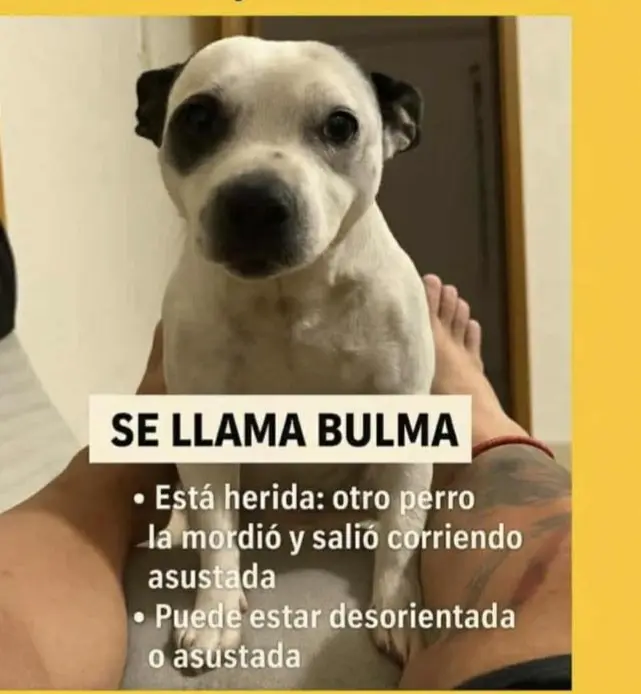 perra lost     Bulma