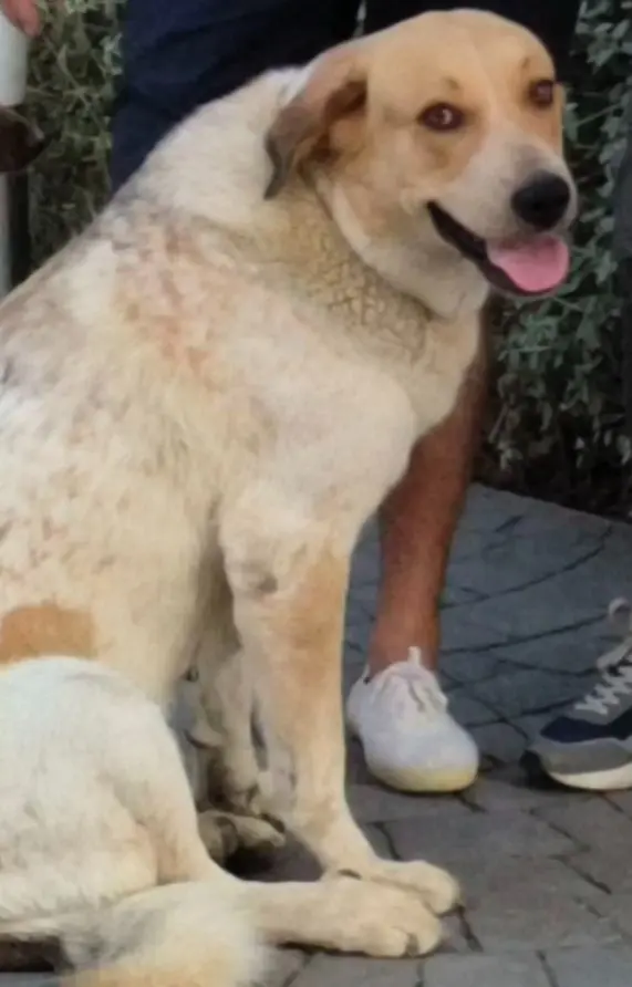 perra lost     Luna