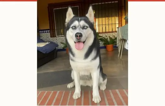 perra lost     Nymeria