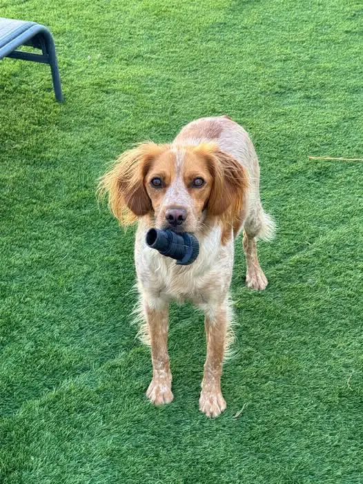 perra lost   29310 Villanueva de Algaidas Athena