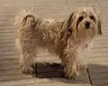 perra lost    Alcorcón Zoe