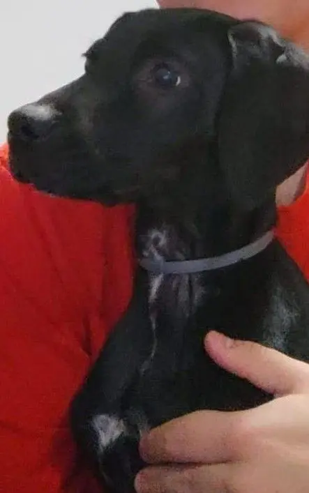 perra lost  Calle de Rafael Botí 28334 Pozuelo de Alarcón Arya