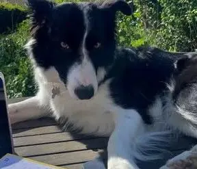 perra lost 2 Calle de Rafael Botí 28334 Pozuelo de Alarcón Cala