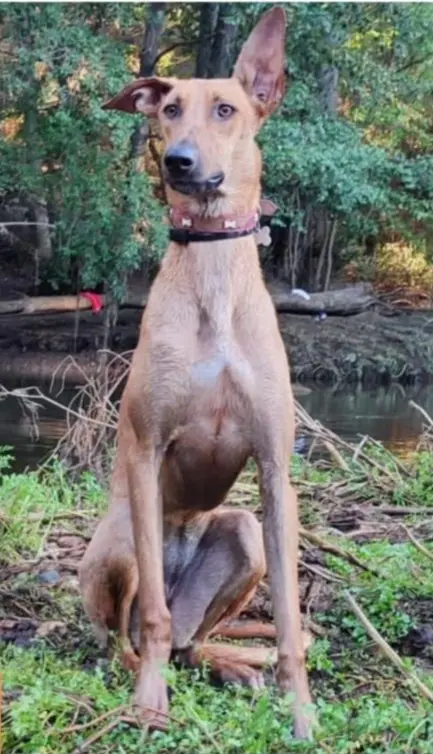 perra lost   28620 Aldea del Fresno Chispa