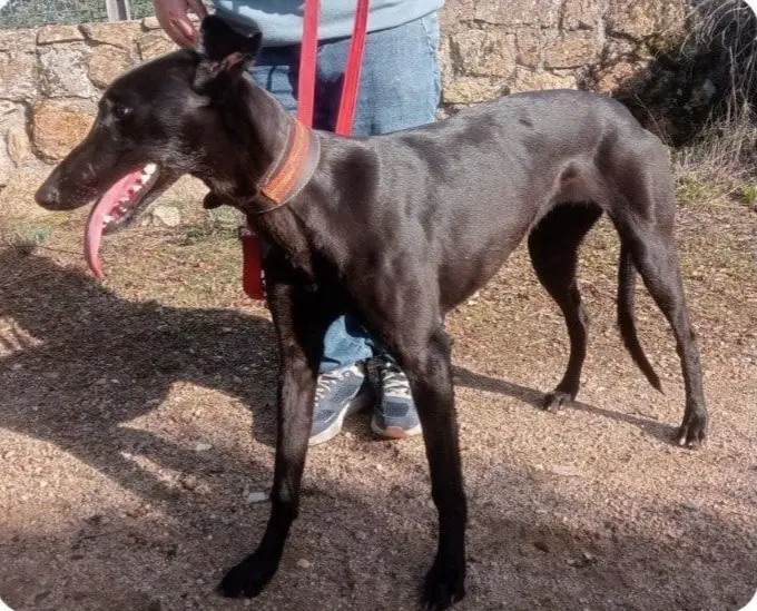 perra lost   28722 El Vellón Iga