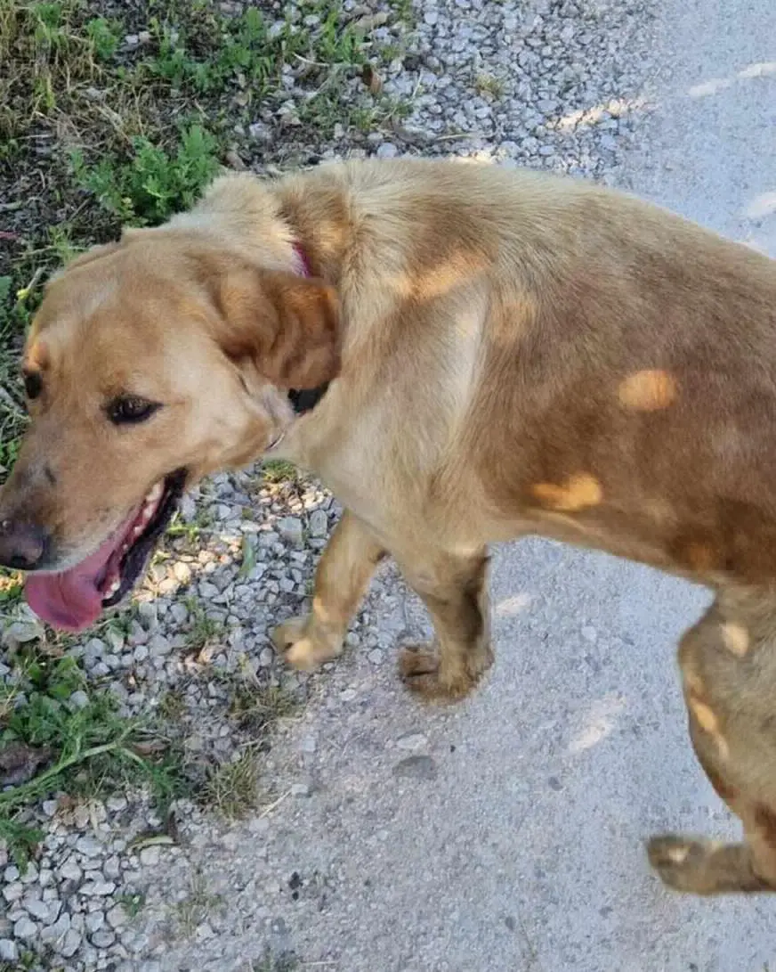 perra lost   28530 Morata de Tajuña Luna