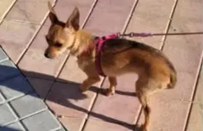 perra lost  Calle del Puerto de Galapagar 28031 Madrid China