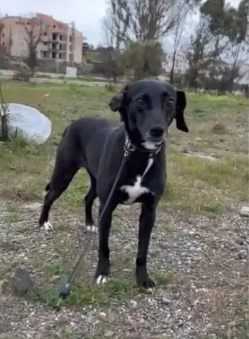perra lost  Avenida de la Ciudad de Barcelona 28007 Madrid Max