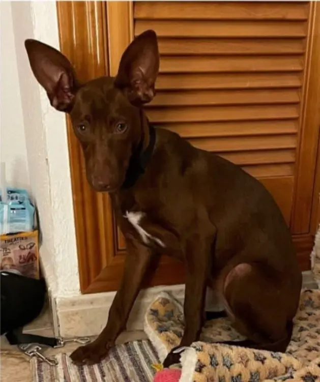 perra lost    Villanueva de la Cañada Milka