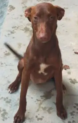 perra lost   28229 Villanueva del Pardillo Milka