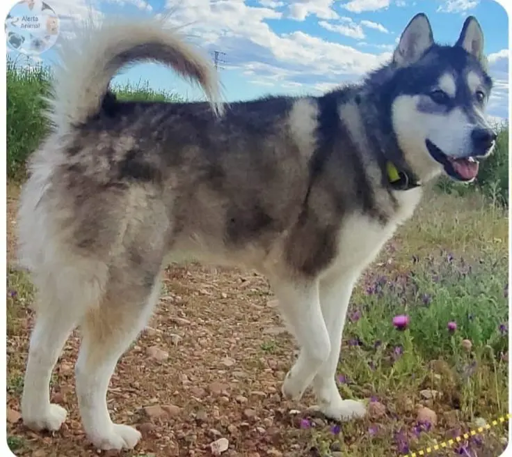 perra lost   28170 Valdepiélagos Nanouk