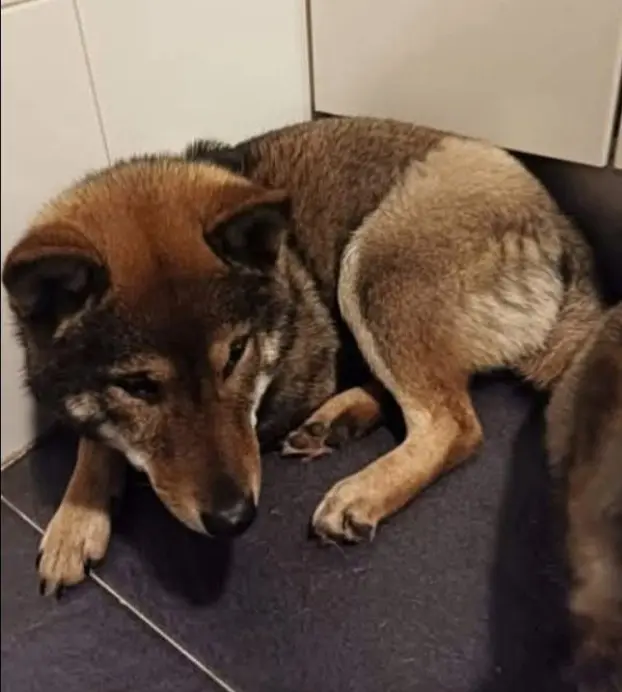 perra lost 2 Calle de Rafael Botí 28334 Pozuelo de Alarcón Shiba