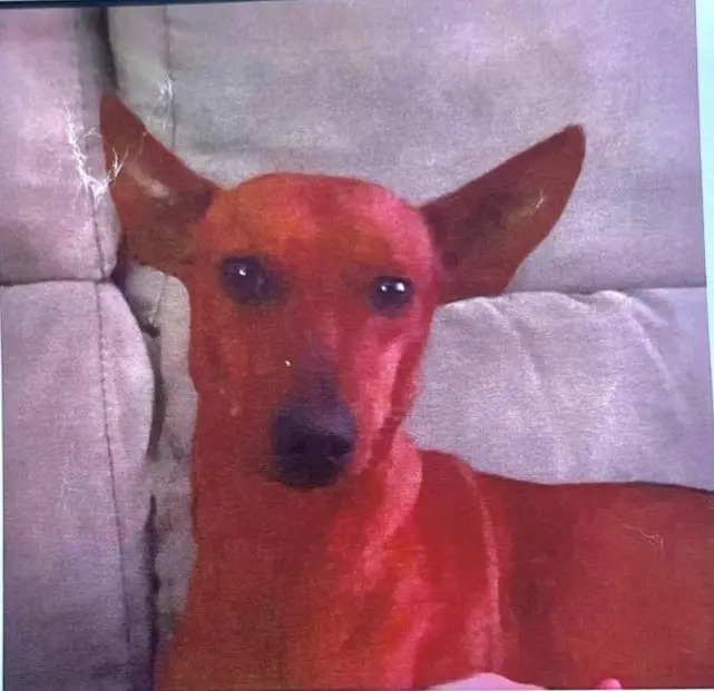 perra lost    Valdemoro Tula