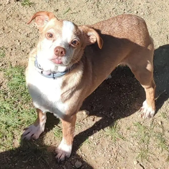 perra lost   28680 San Martín de Valdeiglesias Vicky