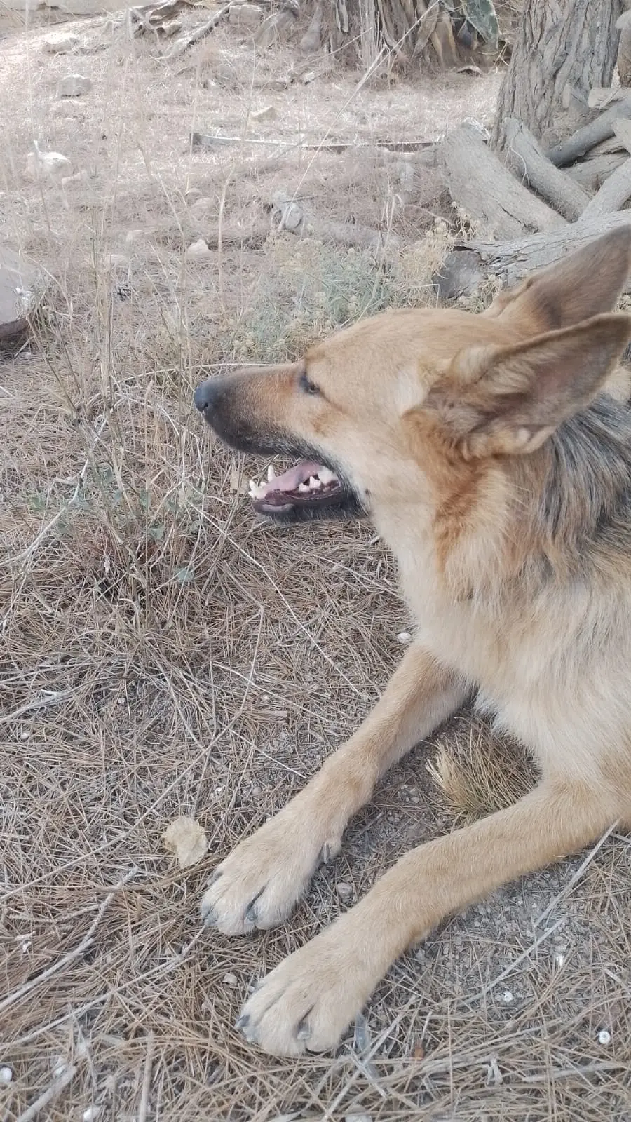 perra lost    Fuente Álamo de Murcia Lola