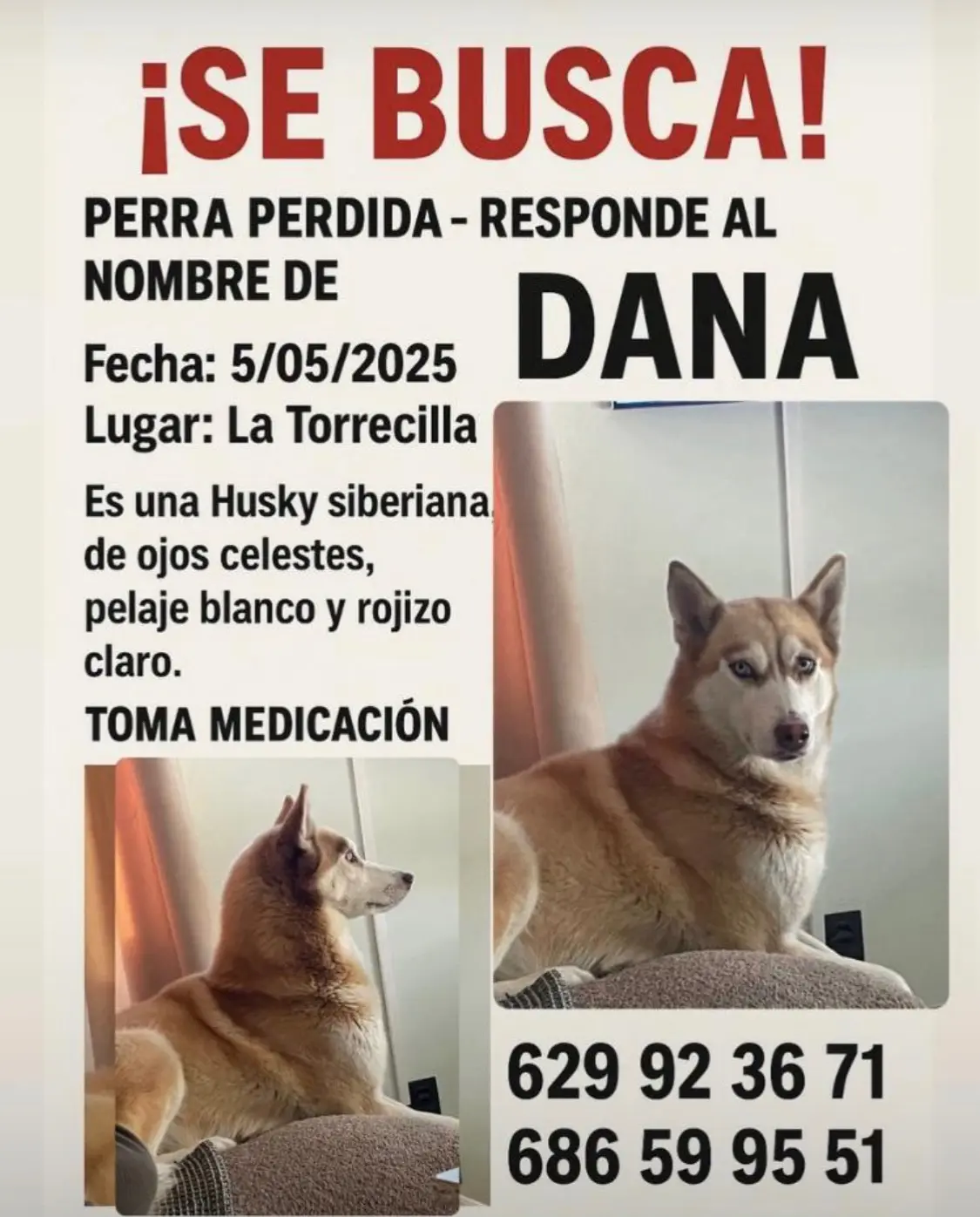 perra lost    Lorca Dana