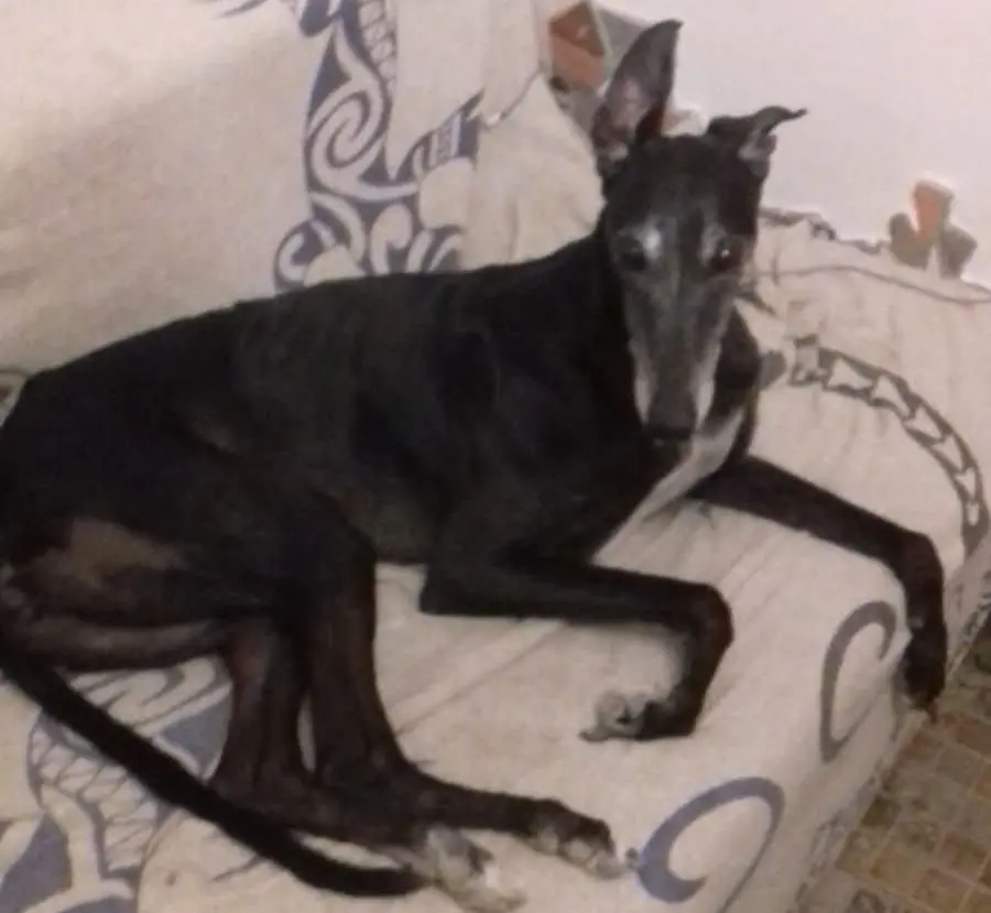 perra lost    Lorca Tilly