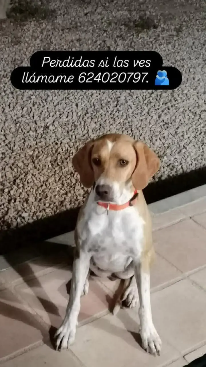 perra lost    Molina de Segura Canela