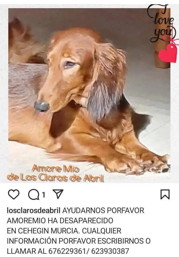perra lost   30430 Cehegín Amoremio