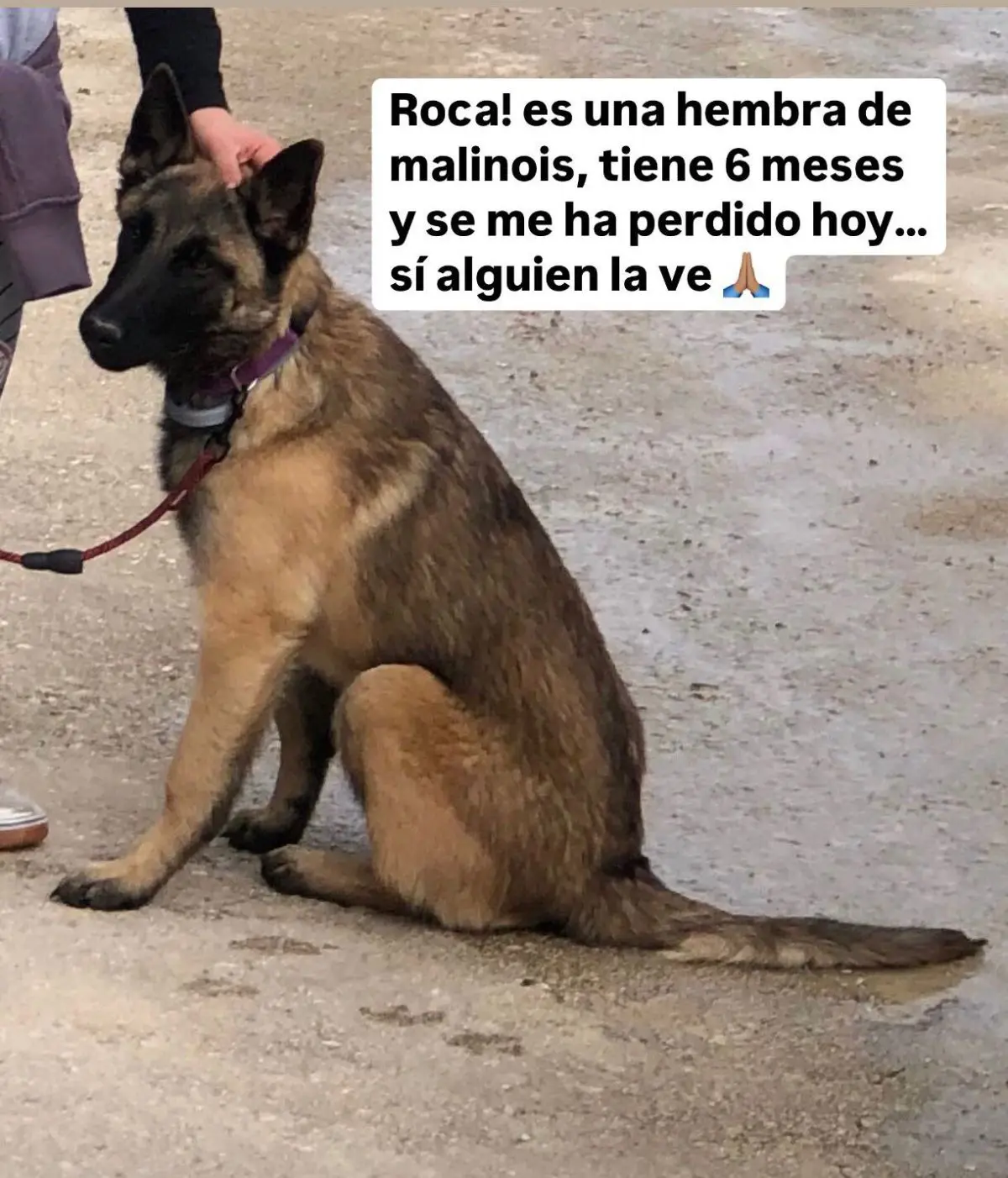 perra lost    Mula Roca