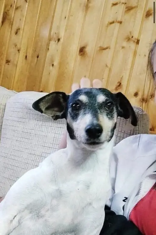 perra lost    Murcie Akira