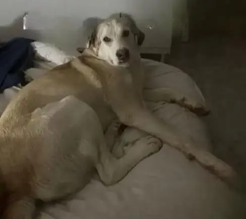 perra lost    Murcie Blondie