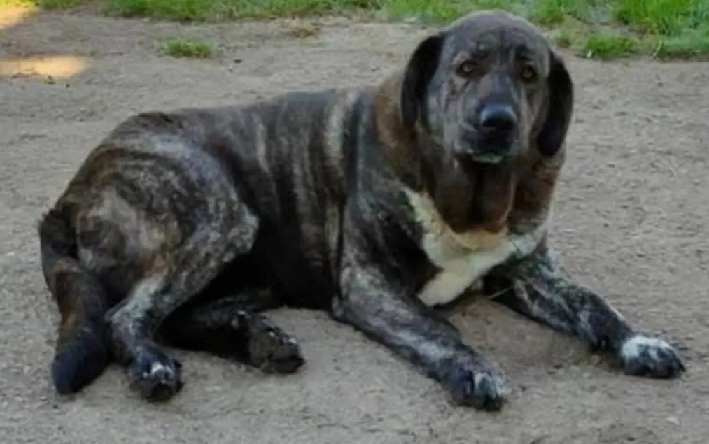 perra lost  Plaza del decano Eduardo Ibaseta 33207 Gijon Mía