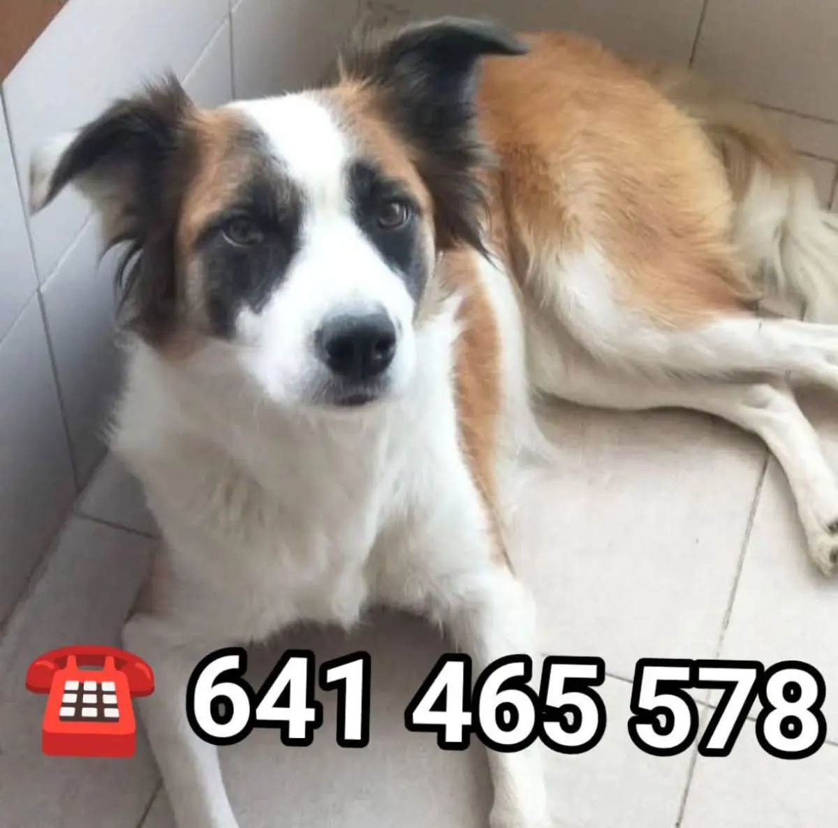 perra lost  Plaza del decano Eduardo Ibaseta 33207 Gijon Zhoila