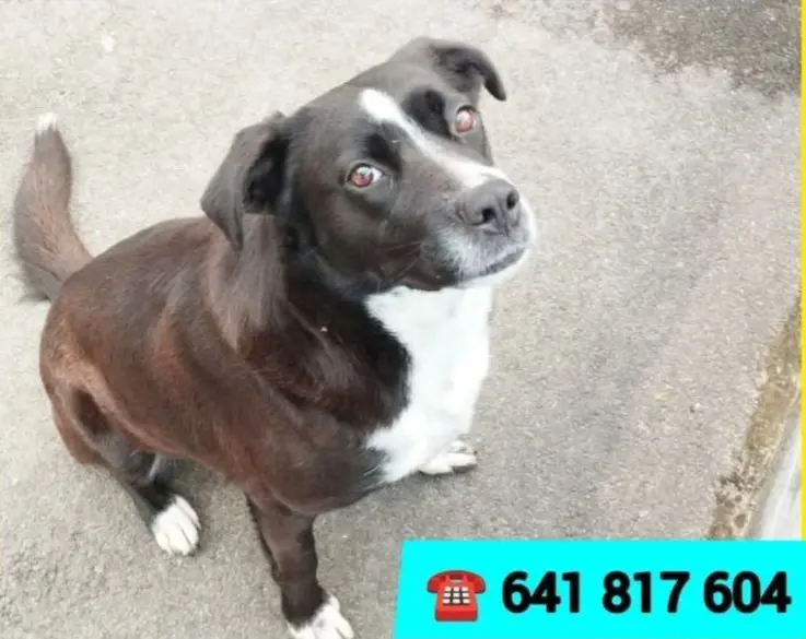 perra lost  LLN-8 33509 Porrúa Teresa
