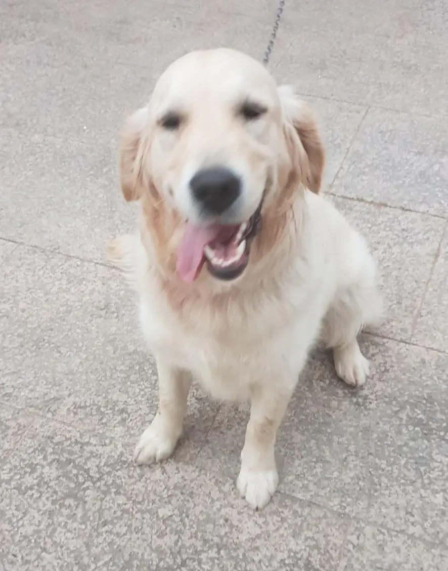 perra lost     Nala