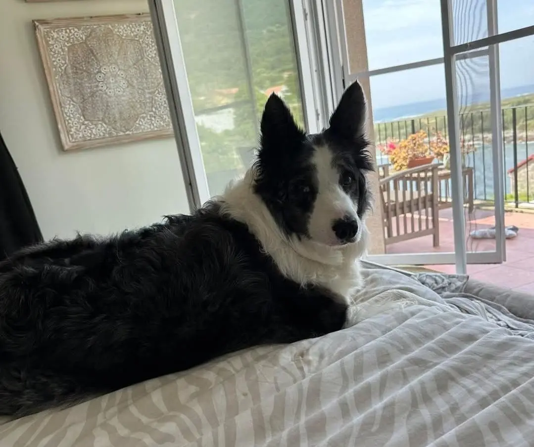 perra lost  N-550 36410 Porriño Mia