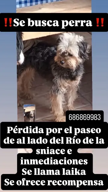 perra lost    Torrelavega Laika