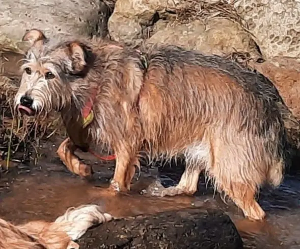 perra lost  Autovía Ronda de la Bahía de Santander 39011 Peñacastillo Kity