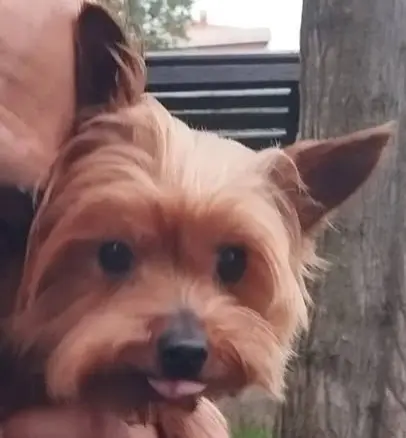 perra lost  Autovía Ronda de la Bahía de Santander 39011 Peñacastillo Lola
