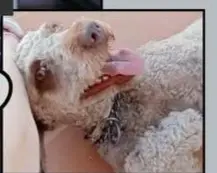 perra lost   41110 Bollullos de la Mitación Gladyx