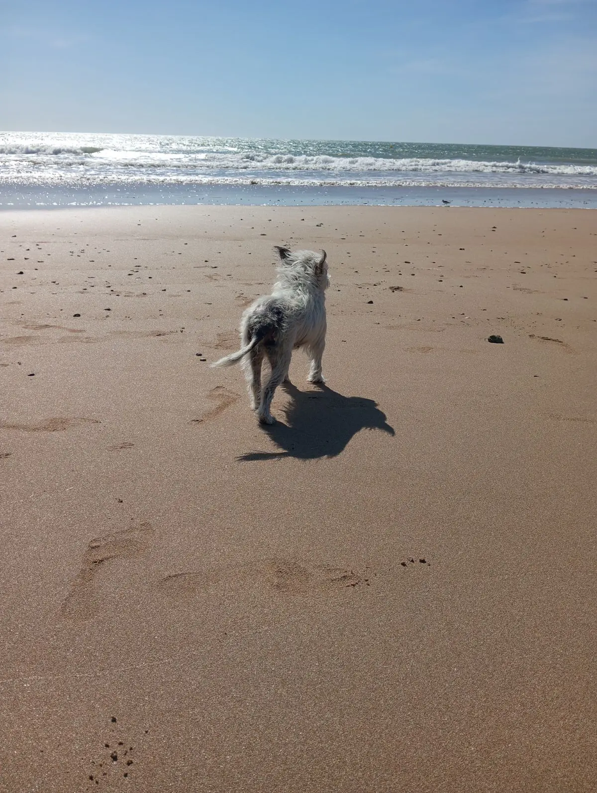 perra lost    Alcalá del Río Lola