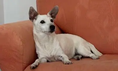 perra lost   41940 Tomares Nala