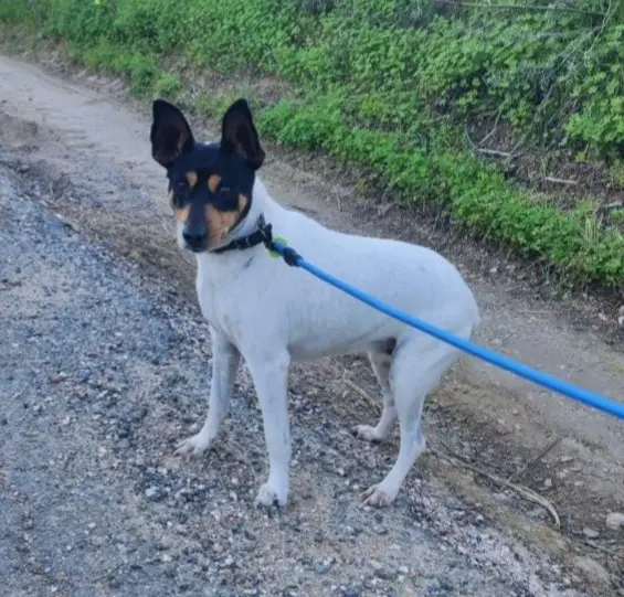 perra lost   41909 Salteras Nymeria