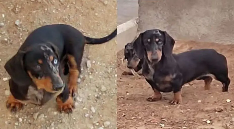 perra lost   41907 Valencina de la Concepción Perrita