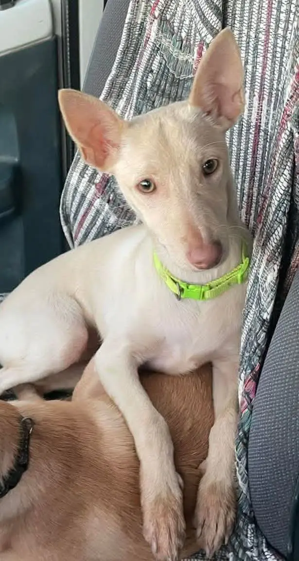 perra lost   41805 Benacazón Roma