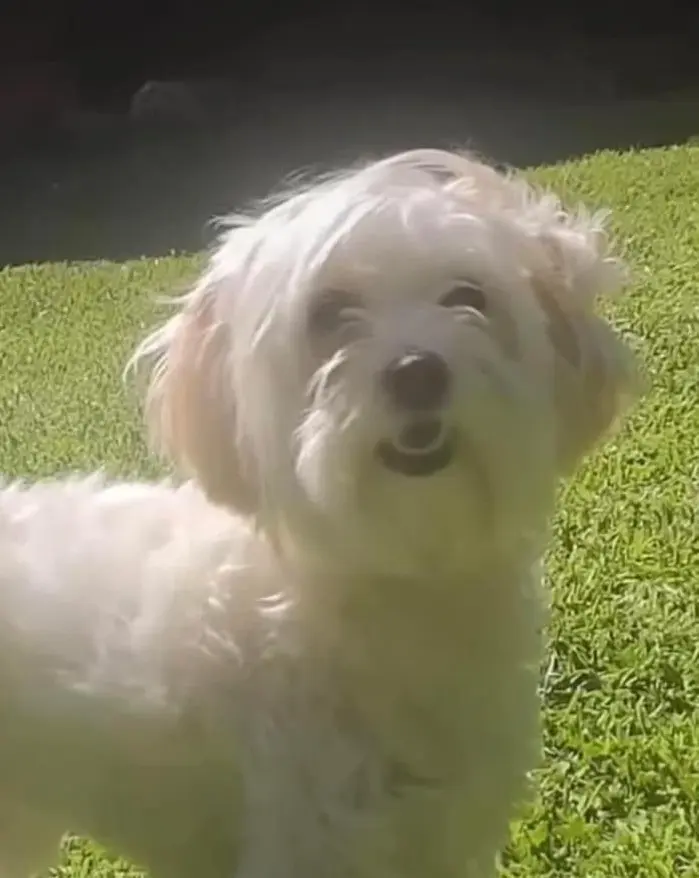 perra lost    Séville Luna