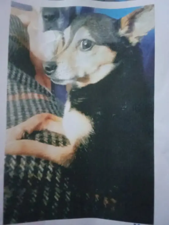 perra lost    Séville Lyn