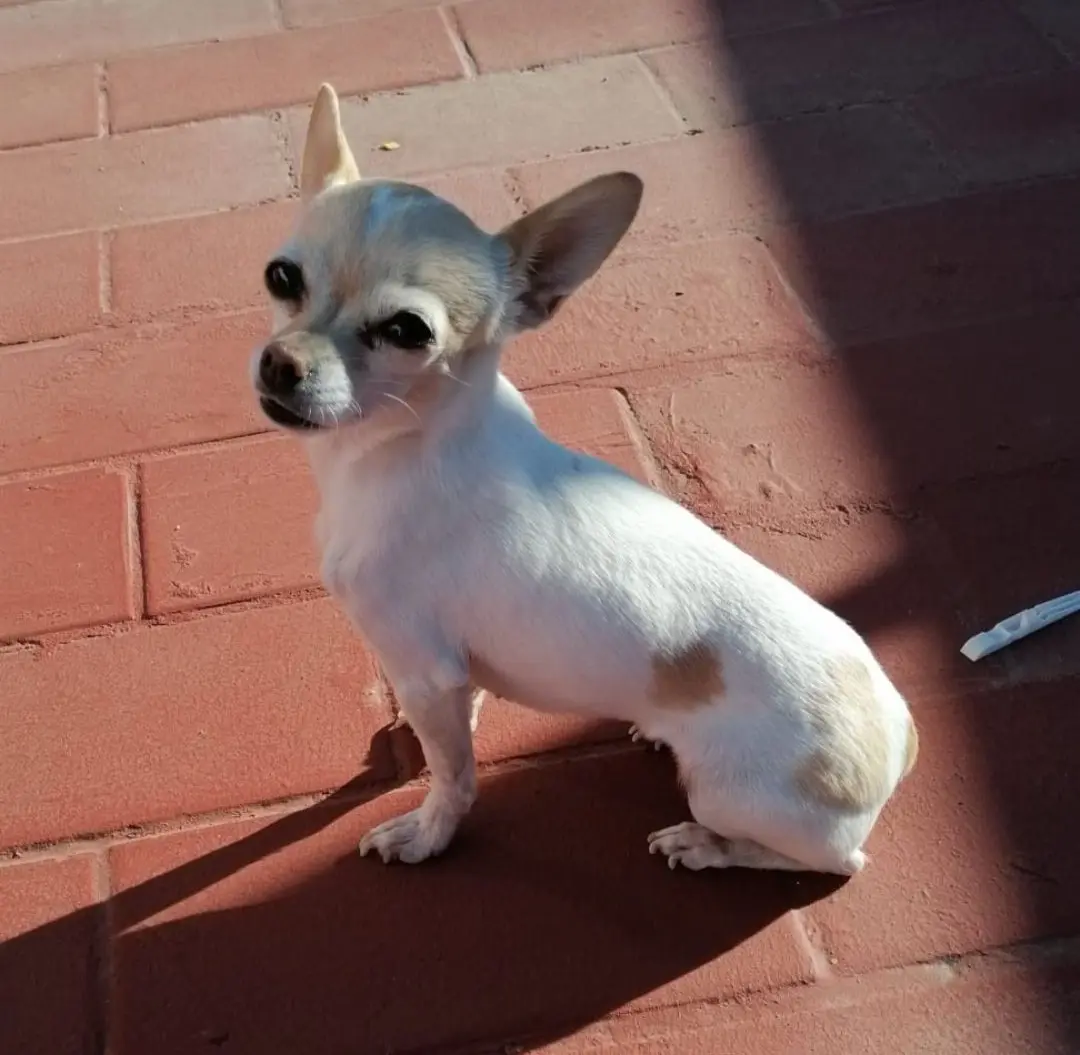 perra lost    Séville Mia