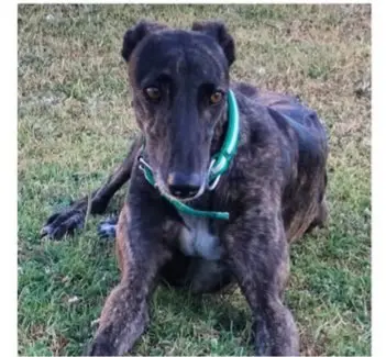 perra lost    Séville Nala